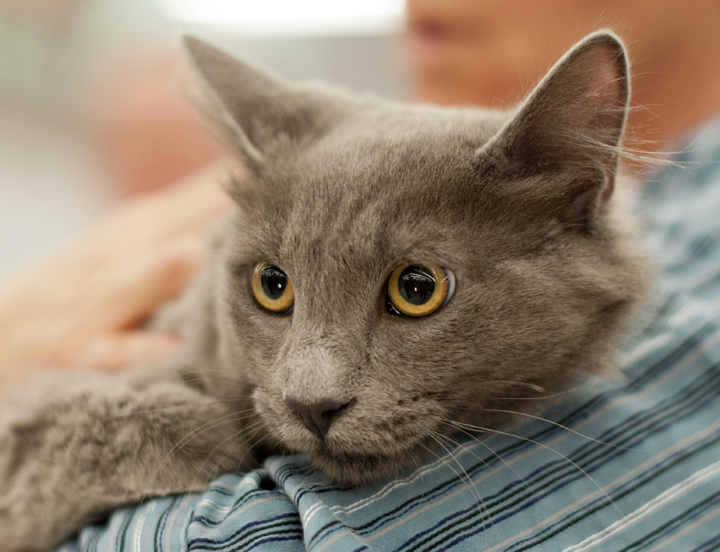 Gray young adult male cat
