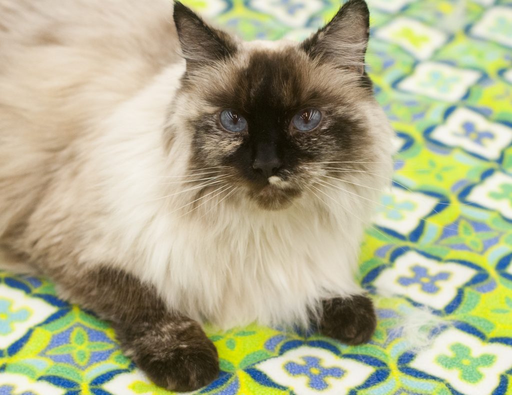 Female Siamese Cat