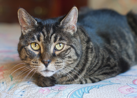 Female tabby cat