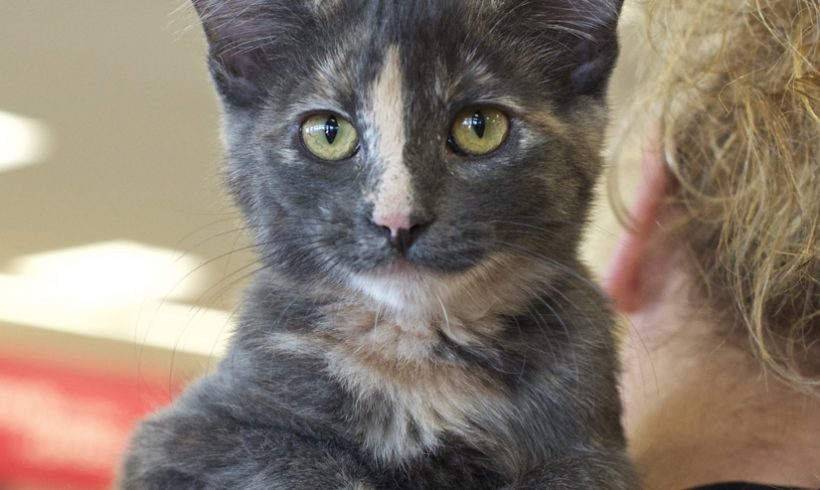 Dilute Calico
