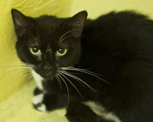 Black & White Female Cat