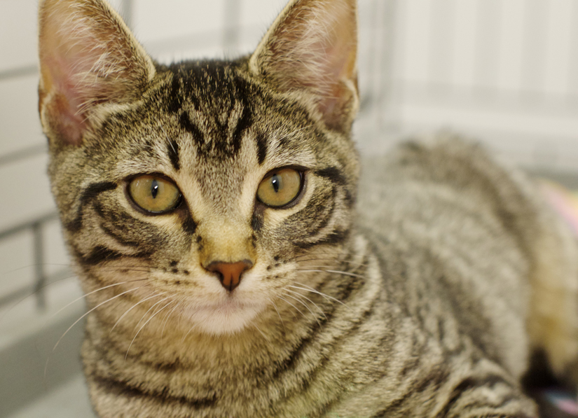 tabby kitten