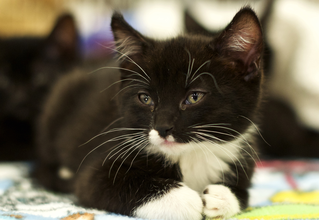 Tuxedo kitten