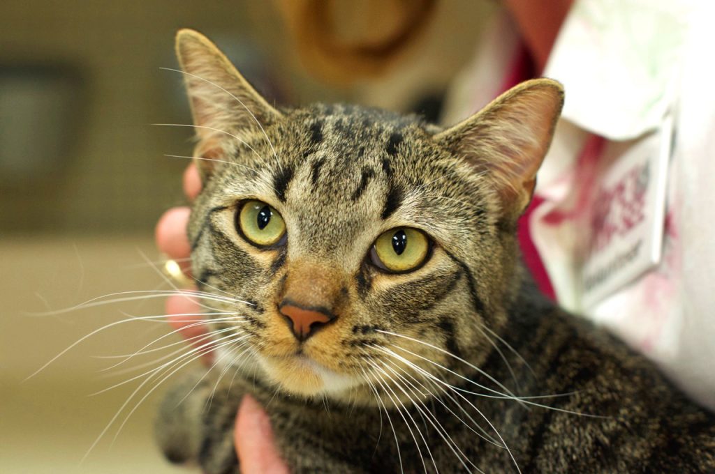 male tabby cat