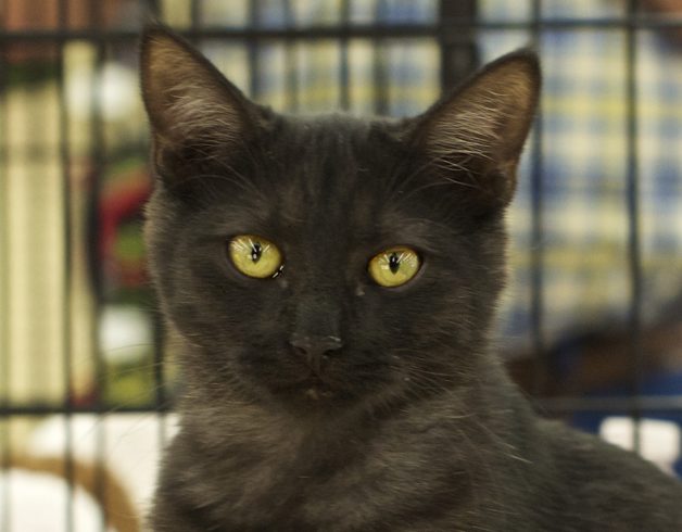 black tabby kitten