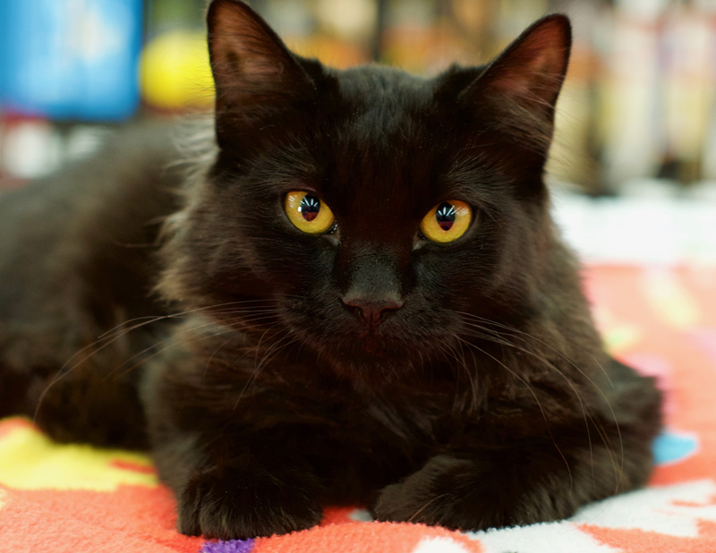 black long haired kitten