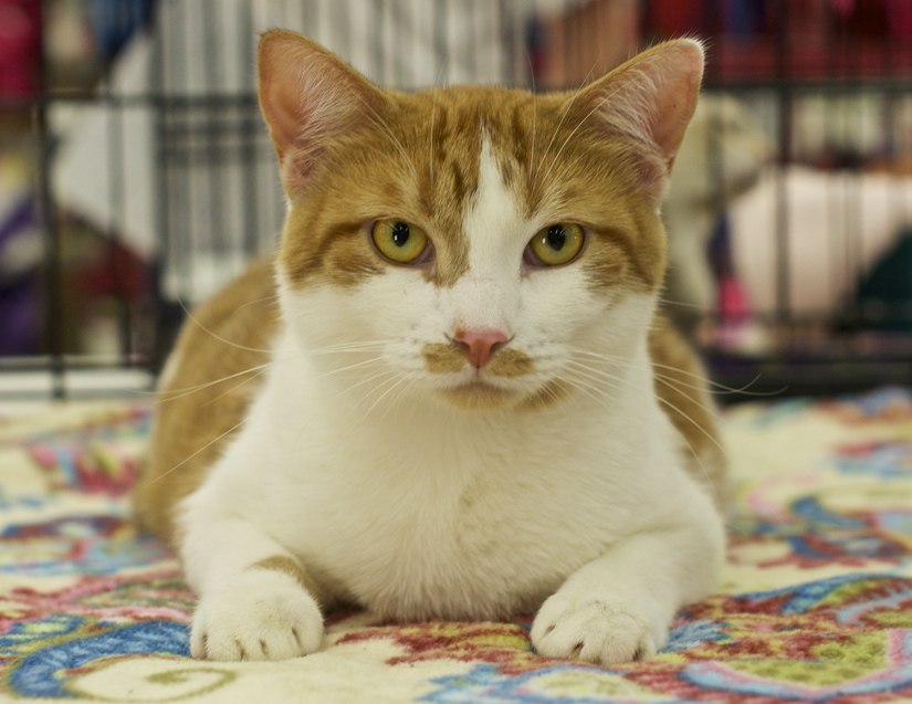 ginger and white tabby cat