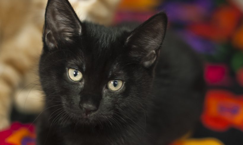 black kitten