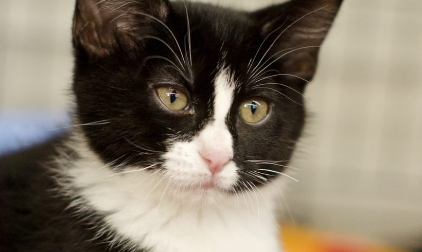 tuxedo kitten