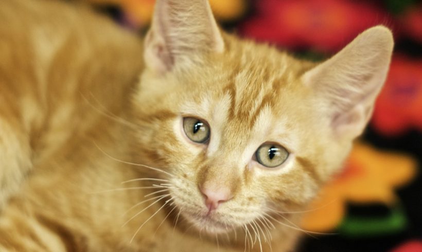 ginger kitten