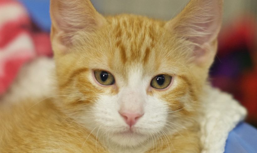 ginger/white tabby