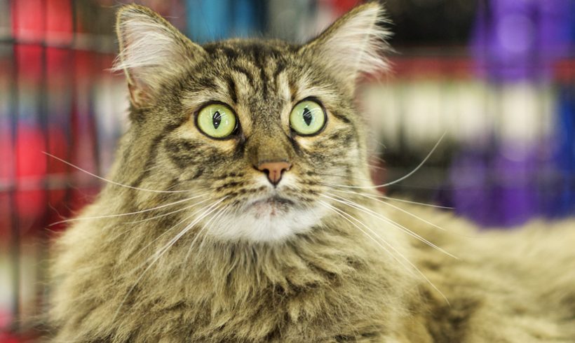 Long haired tabby