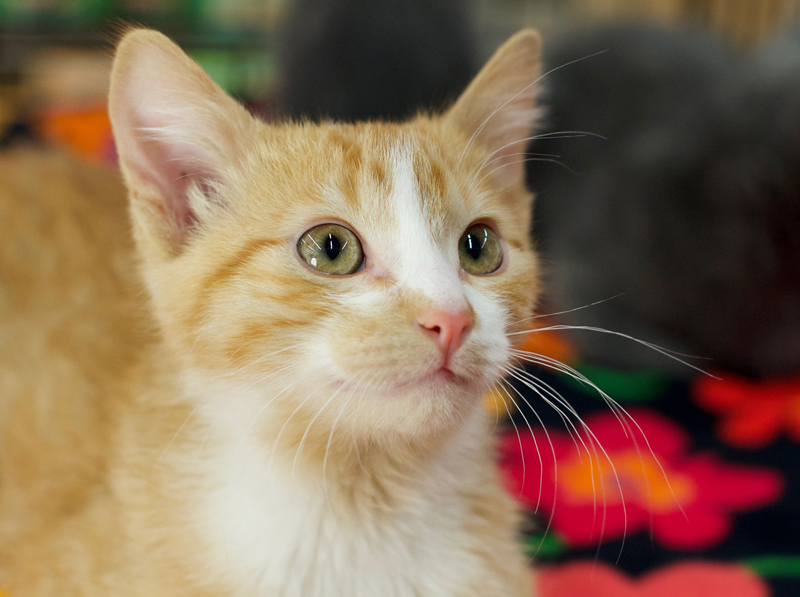 ginger tabby kitten