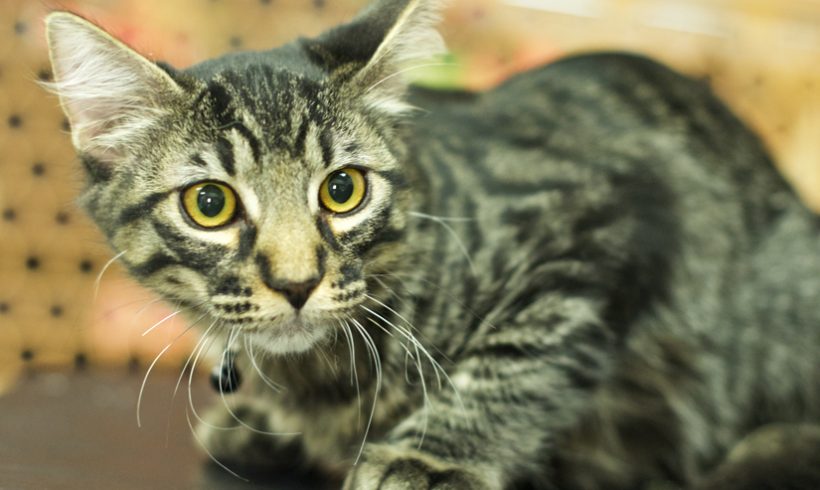 tabby kitten