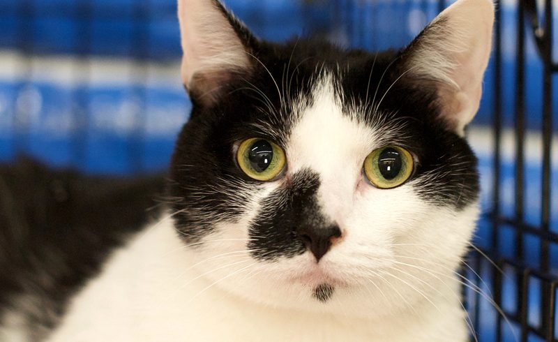 Black and white cat