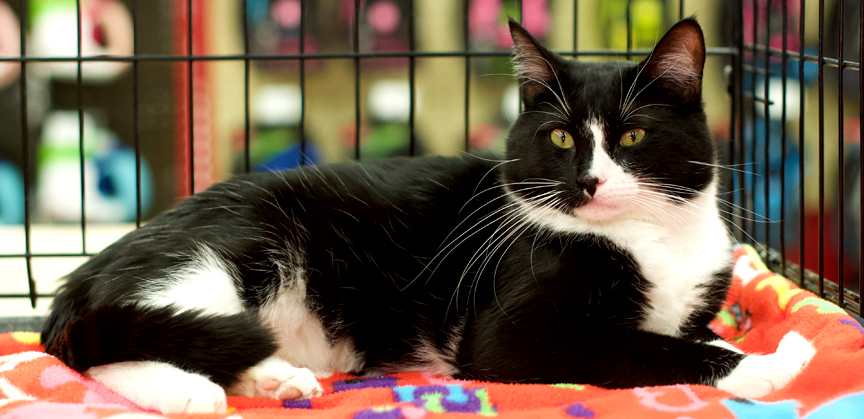 Black & white cat